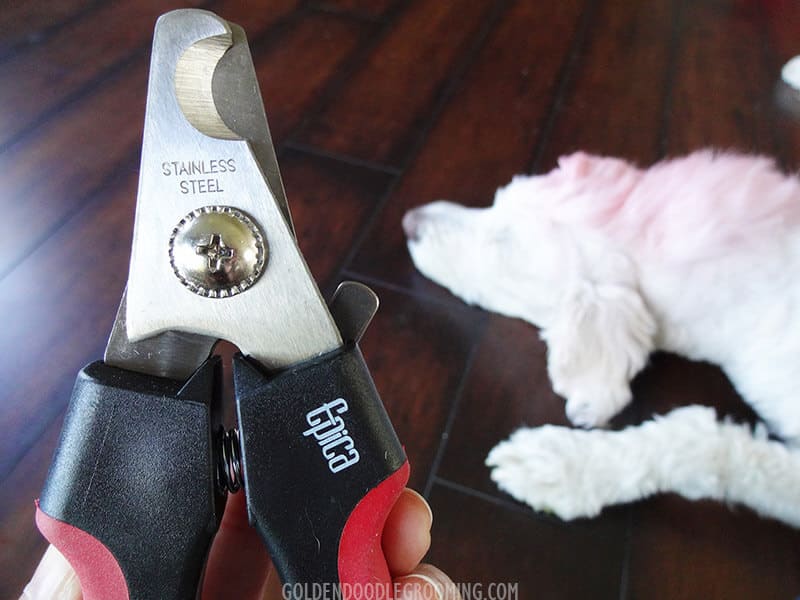 Best Dog Nail Clippers for Goldendoodles