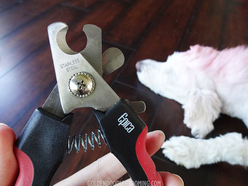 Best Dog Nail Clippers for Goldendoodles
